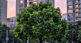 reset environment transform everything