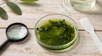 E Pluribus Algae: Why Green Pond Scum Is as American as Red, White and Blue
