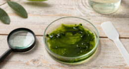 E Pluribus Algae: Why Green Pond Scum Is as American as Red, White and Blue