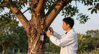 Giant Trees Have No Trouble Pumping Water To Top Branches: New Research
