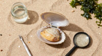 Manila Clam Spreading Atlantic Coastline