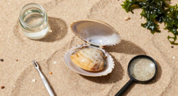 Manila Clam Spreading Atlantic Coastline