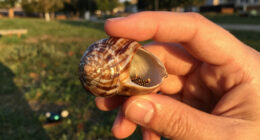 Snails' Teeth Beats Spider Silk As Nature's Strongest Material (2015)
