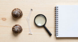 Snails' teeth beats spider silk as nature's strongest material (2015)