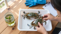 ICAR-CIBA, Chennai Demonstrates India’s First Blue Swimmer Crab Farming Technology Using Its Own Hatchery-Produced Seed And Formulated Feed | ICAR - Indian Council Of Agricultural